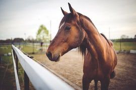 Horse Farm